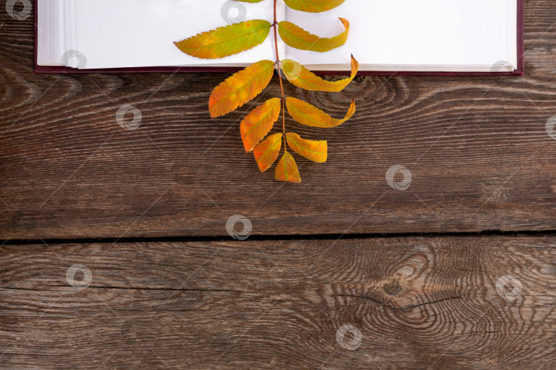 Скачать осенний желтый лист лежит на страницах раскрытой книги, на деревянной скамье фотосток Ozero