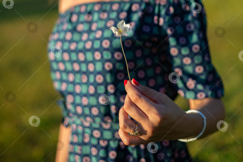 Скачать женщина держит в руке цветок, крупный план фотосток Ozero
