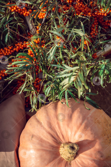 Скачать тыква и облепиха в лучах заката фотосток Ozero