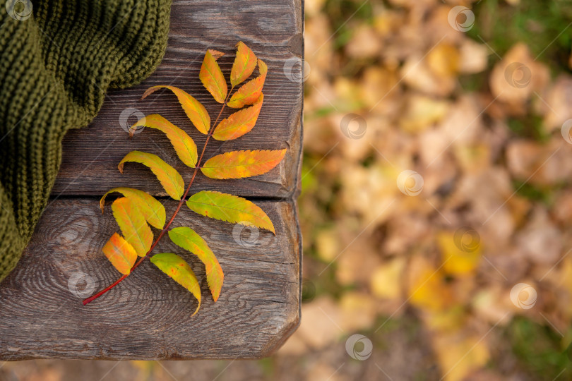 Скачать осенний желтый лист и зеленый вязаный свитер лежат на досках грубой деревянной скамьи в лучах заходящего солнца фотосток Ozero