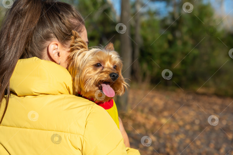 Скачать маленькая собачка йоркширского терьера заглядывает хозяину через плечо фотосток Ozero