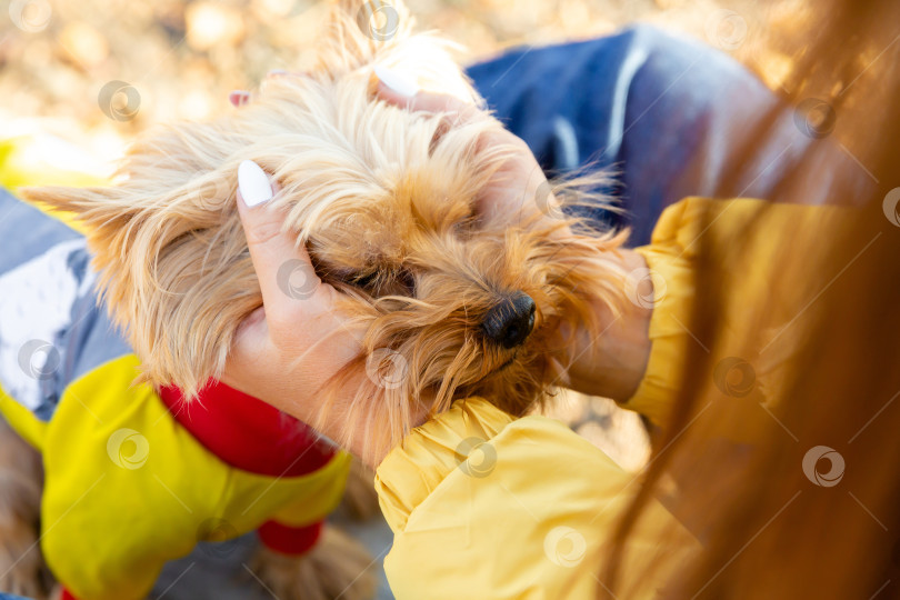 Скачать женские руки держат собаку породы йоркширский терьер за голову фотосток Ozero