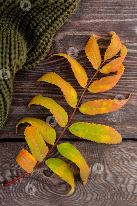 Скачать осенний желтый лист и зеленый вязаный свитер лежат на досках грубой деревянной скамьи в лучах заходящего солнца фотосток Ozero