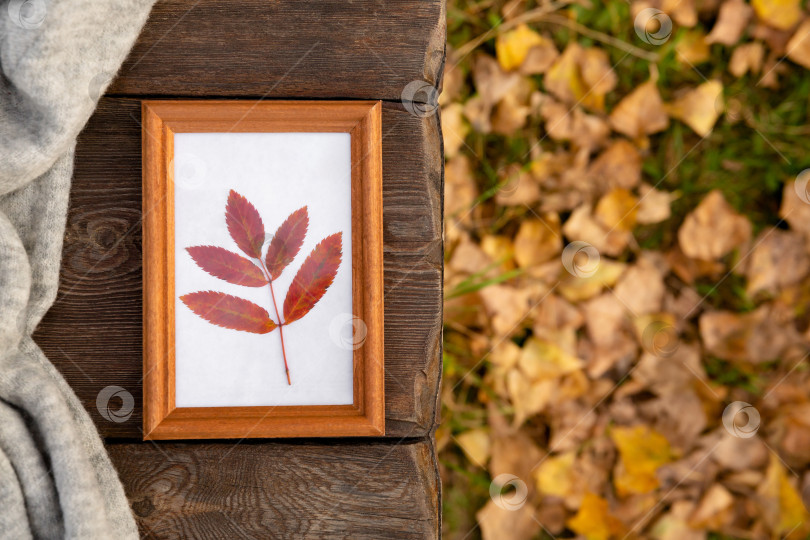 Скачать красный лист в рамке на деревянной скамейке в парке. Осенний фон. Уютная атмосфера и настроение фотосток Ozero