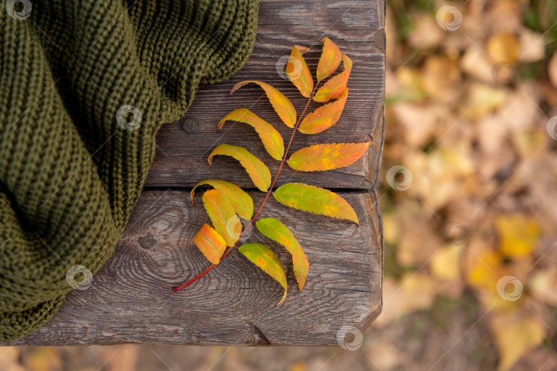 Скачать осенний желтый лист и зеленый вязаный свитер лежат на досках грубой деревянной скамьи в лучах заходящего солнца фотосток Ozero