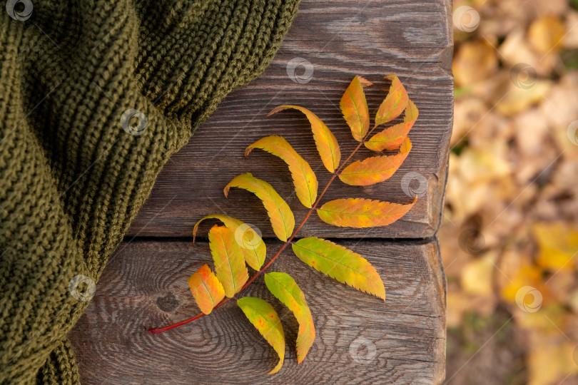Скачать осенний желтый лист и зеленый вязаный свитер лежат на досках грубой деревянной скамьи в лучах заходящего солнца фотосток Ozero
