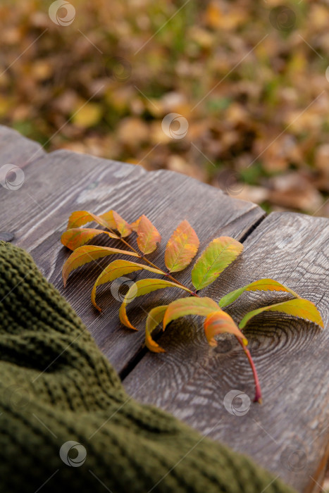 Скачать осенний желтый лист и зеленый вязаный свитер лежат на досках грубой деревянной скамьи в лучах заходящего солнца фотосток Ozero