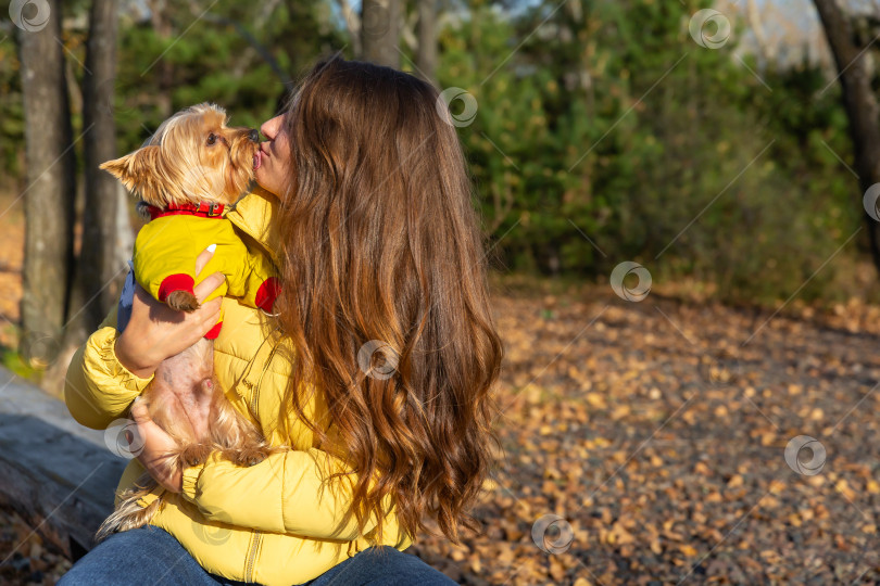 Скачать женщина целует собаку породы йоркширский терьер и держит ее на руках в осеннем лесу фотосток Ozero