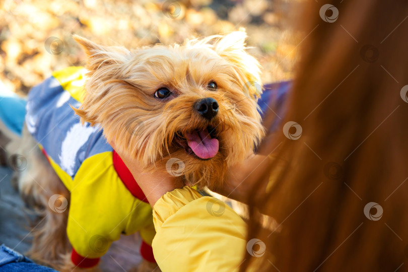 Скачать женщина обнимает собаку. Порода Йоркширский терьер. Здоровье домашних животных фотосток Ozero
