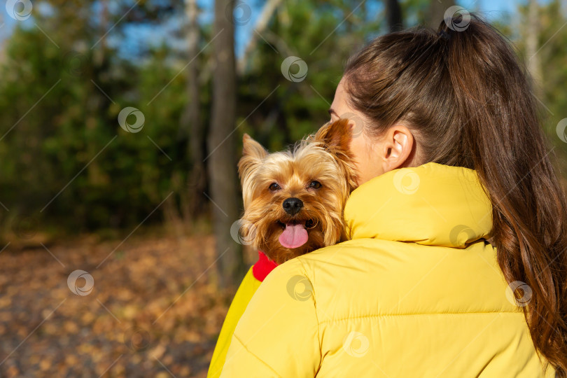 Скачать женщина обнимает собаку. Порода Йоркширский терьер. Здоровье домашних животных фотосток Ozero