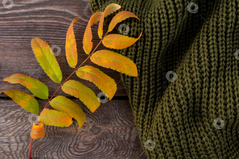 Скачать осенний желтый лист и зеленый вязаный свитер лежат на досках грубой деревянной скамьи в лучах заходящего солнца фотосток Ozero
