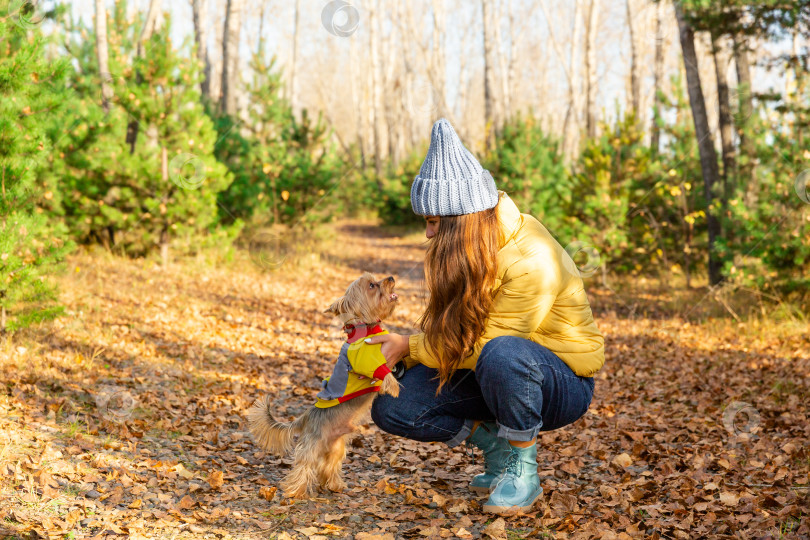 Скачать женщина гуляет с собакой по осеннему лесу фотосток Ozero