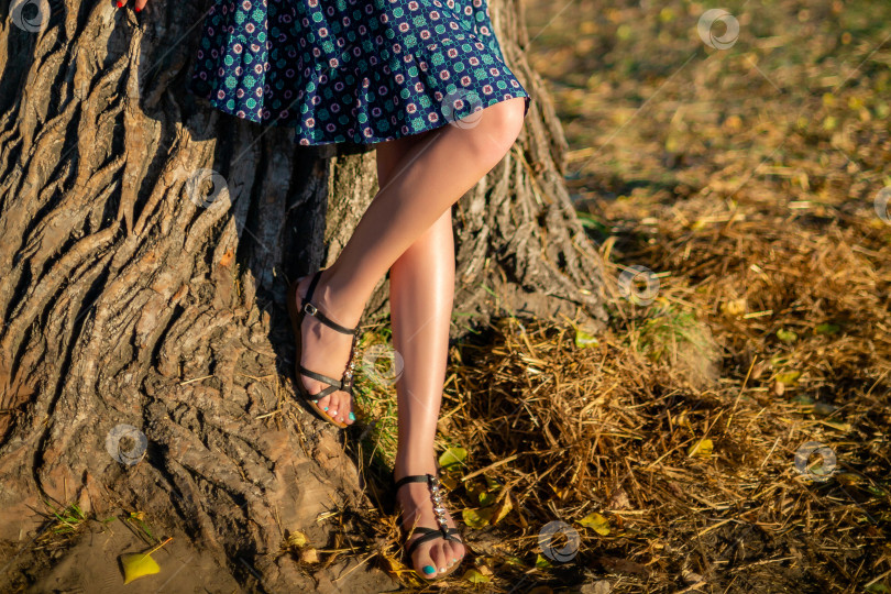 Скачать укороченное изображение стройных женских ног фотосток Ozero