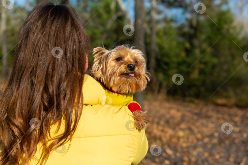Скачать маленькая собачка йоркширского терьера заглядывает хозяину через плечо фотосток Ozero
