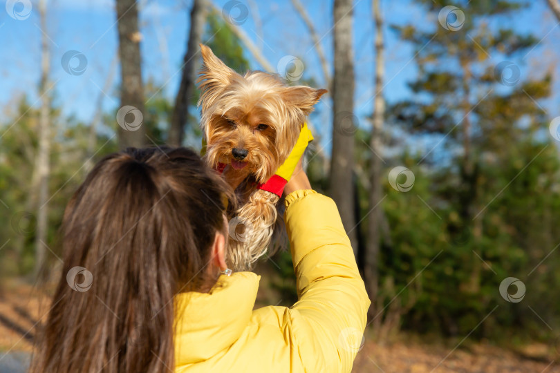 Скачать женщина подняла маленькую собачку на руках над головой фотосток Ozero