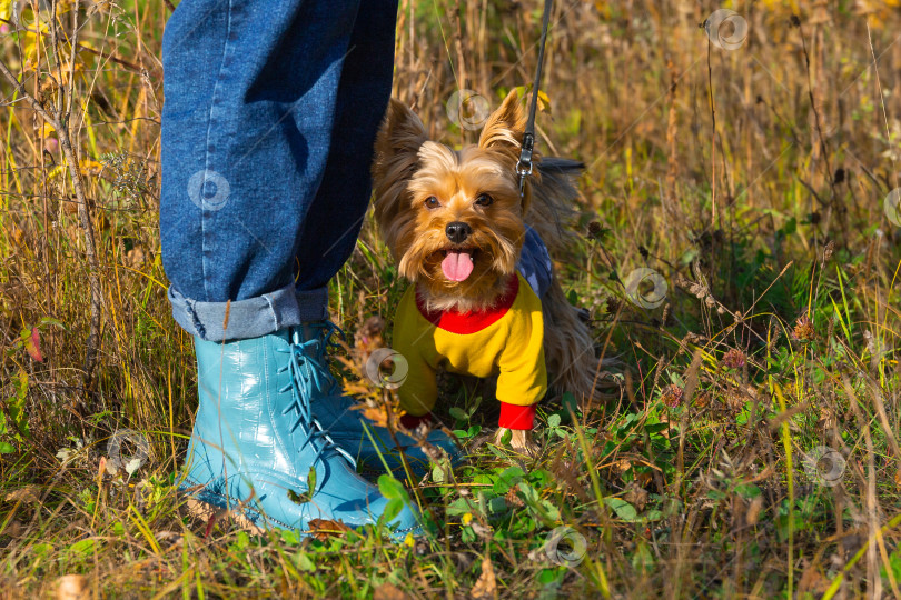 Скачать маленький йоркширский терьер стоит в траве у ног хозяина фотосток Ozero