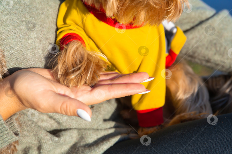 Скачать женщина держит на ладони лапу йоркширского терьера фотосток Ozero