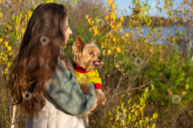 Скачать женщина с собакой породы йоркширский терьер на руках фотосток Ozero