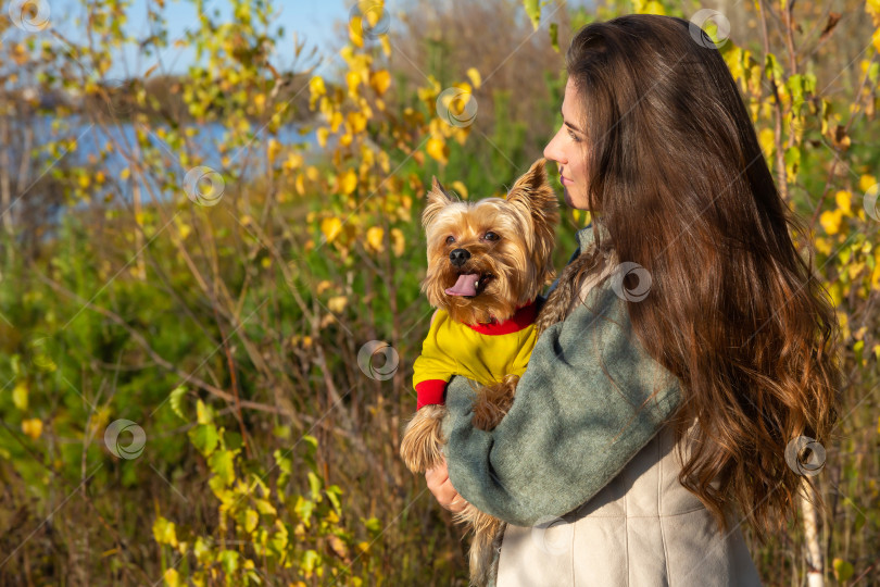 Скачать женщина с собакой породы йоркширский терьер на руках фотосток Ozero