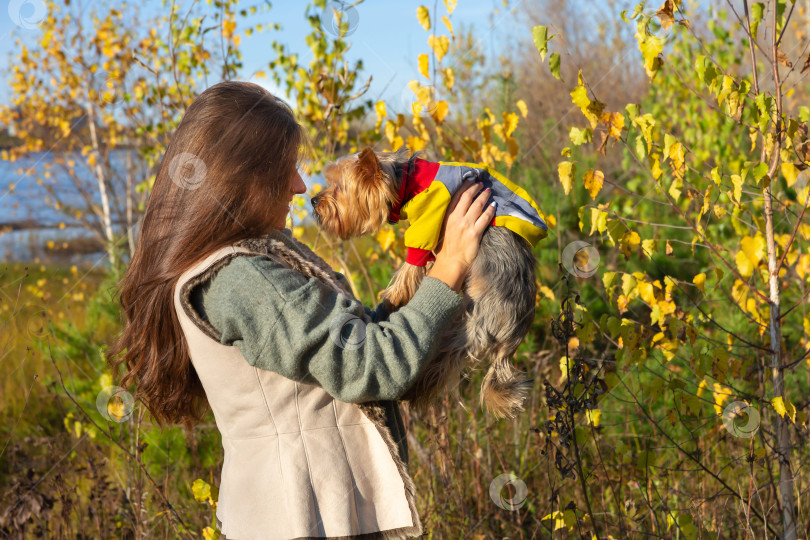 Скачать женщина с собакой породы йоркширский терьер на руках фотосток Ozero