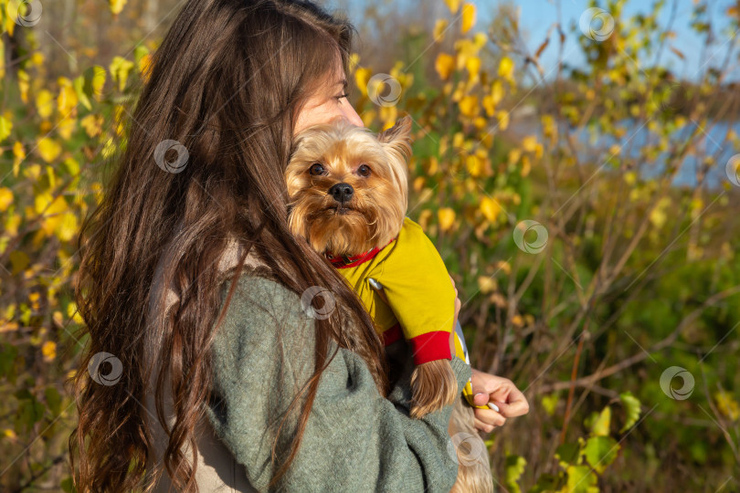 Скачать женщина с собакой породы йоркширский терьер на руках фотосток Ozero