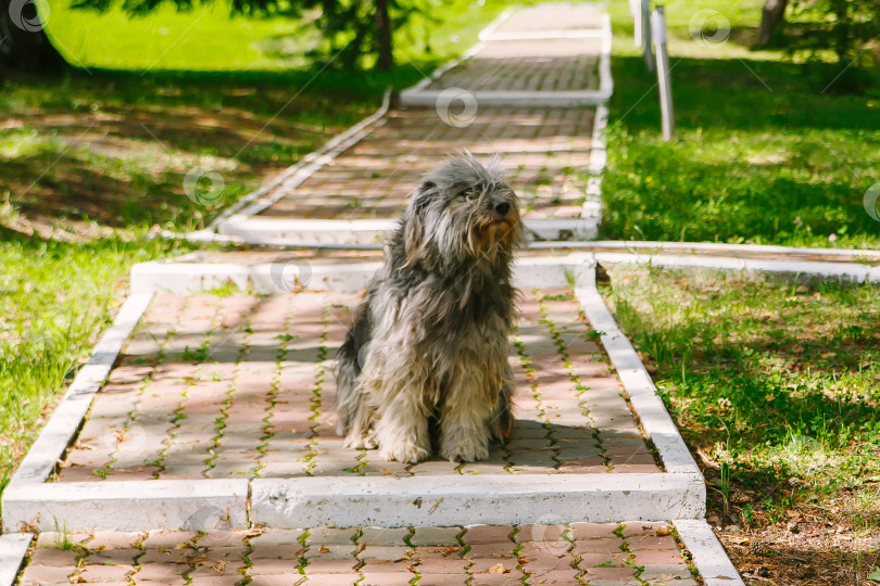 Скачать бродячая собака сидит на тротуаре фотосток Ozero