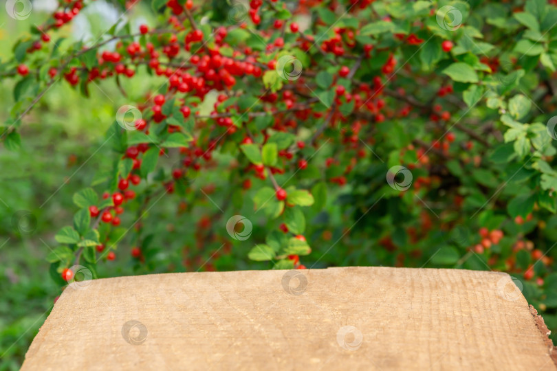 Скачать деревянный столик на фоне пышного куста с красными ягодами сочной спелой вишни на ветках. Для монтажа вашего продукта фотосток Ozero