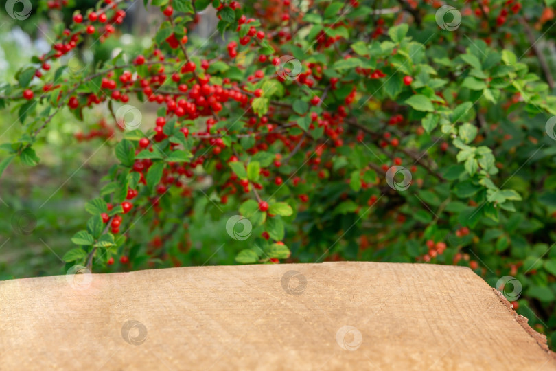 Скачать деревянный столик перед кустом с ягодами красной вишни на ветках. Для оформления вашего изделия. Вишневый сок фотосток Ozero