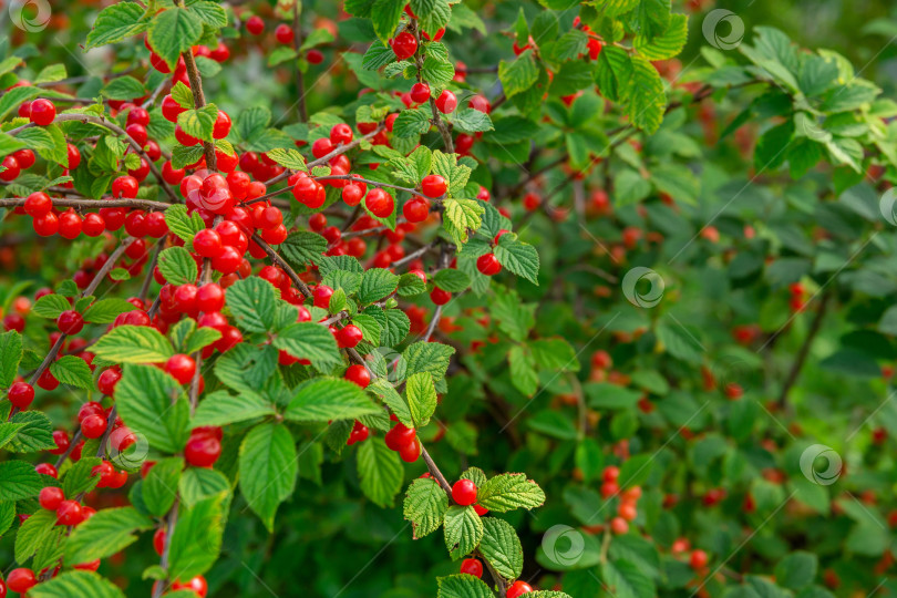 Скачать пышный куст с красными ягодами сочной спелой вишни на ветвях. Вишневый сок фотосток Ozero