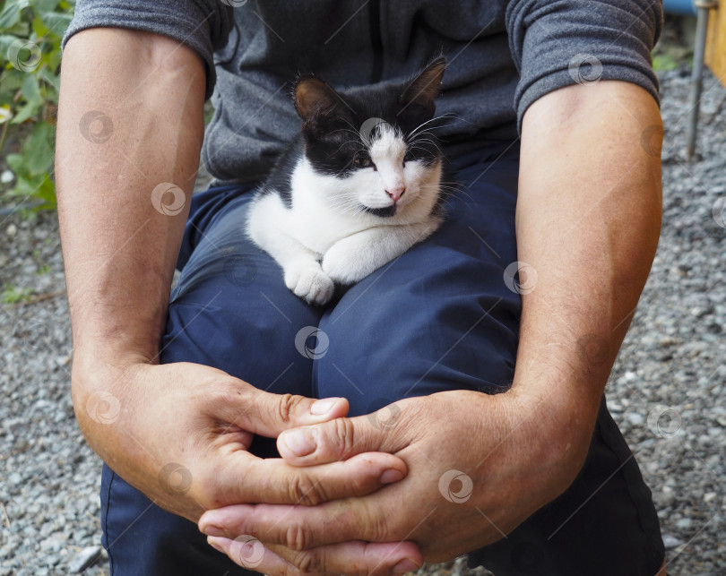 Скачать котенок на коленях у чеовека фотосток Ozero