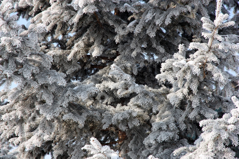Скачать Зимний лес во время снегопада. фотосток Ozero