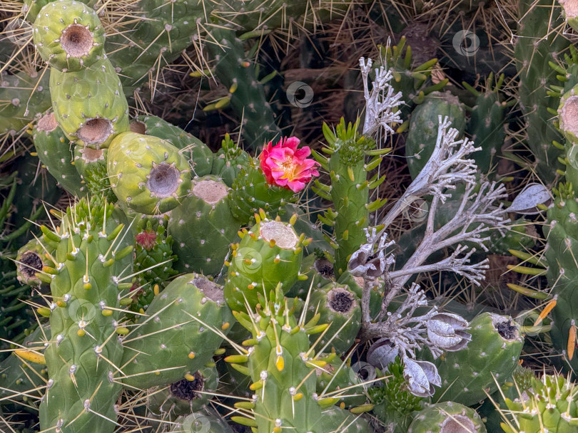 Скачать Яркая экспозиция кактусов-опунций с ярким цветением среди зарослей колючек и сочной зелени, запечатленных на природе фотосток Ozero