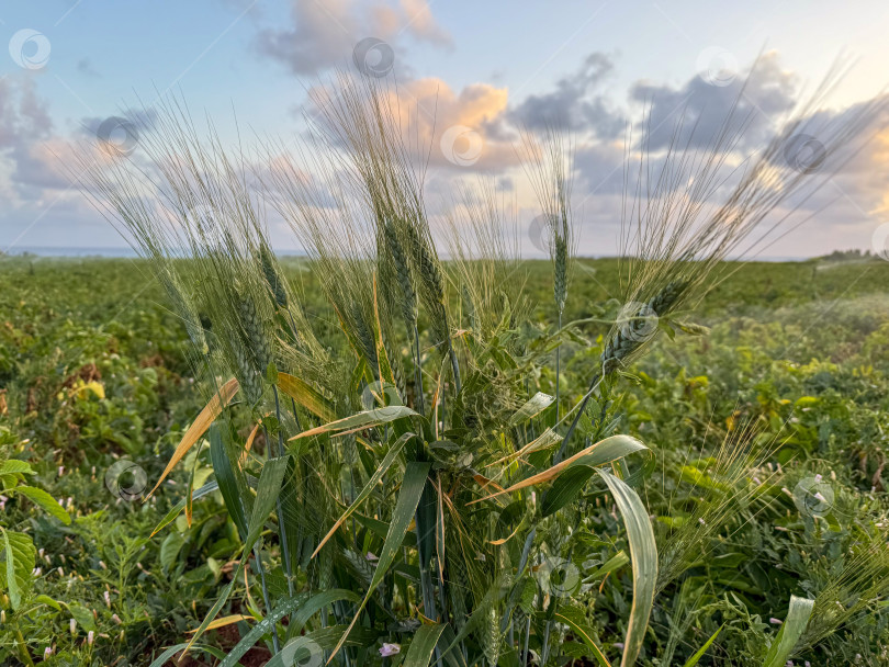 Скачать Величественный сельскохозяйственный ландшафт: Пышные Зеленые Пшеничные поля под Прекрасным Небом в Золотой час с солнечным сиянием и облачным пейзажем фотосток Ozero