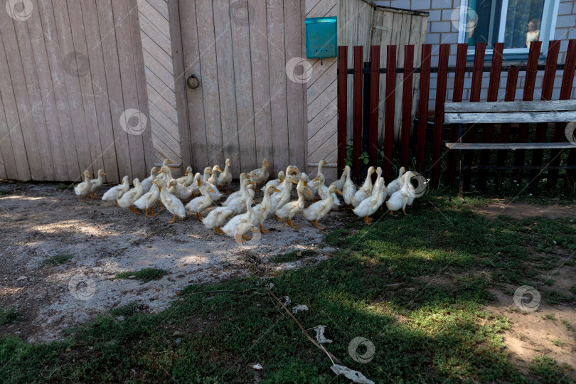 Скачать гуси выводят гусят в деревне. гуси возле деревенского дома фотосток Ozero