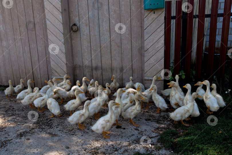 Скачать гуси выводят гусят в деревне. гуси возле деревенского дома фотосток Ozero