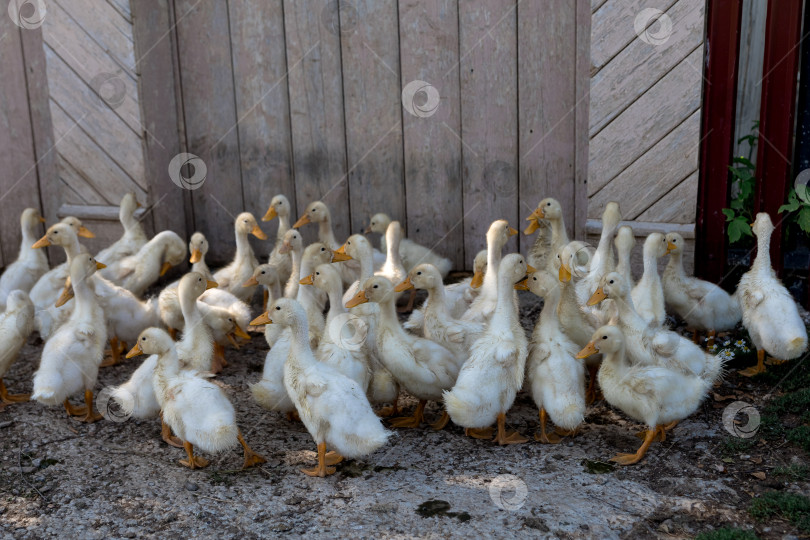 Скачать гуси выводят гусят в деревне. гуси возле деревенского дома фотосток Ozero