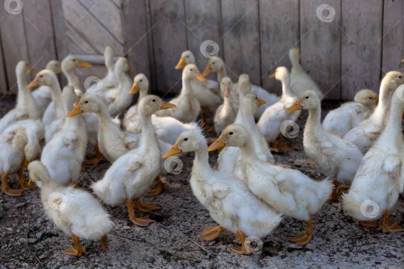 Скачать гуси выводят гусят в деревне. гуси возле деревенского дома фотосток Ozero