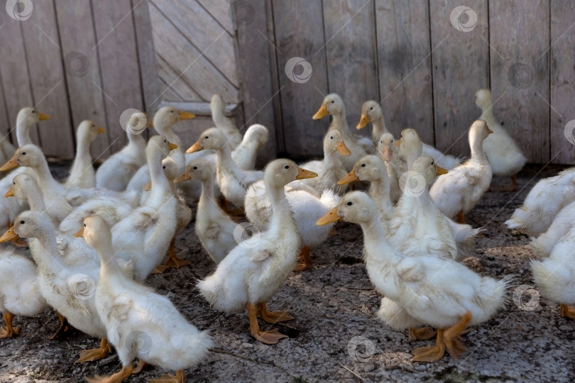 Скачать гуси выводят гусят в деревне. гуси возле деревенского дома фотосток Ozero