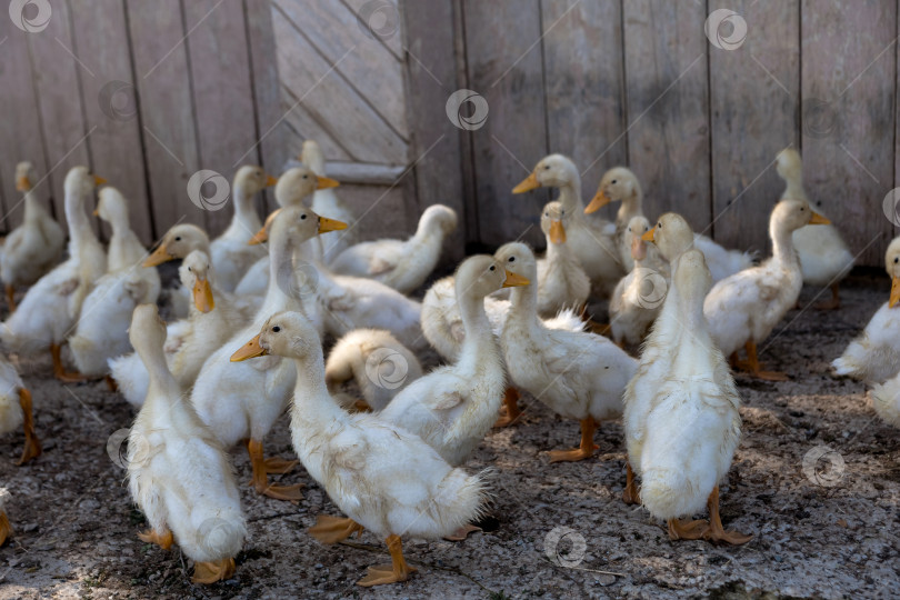 Скачать гуси выводят гусят в деревне. гуси возле деревенского дома фотосток Ozero
