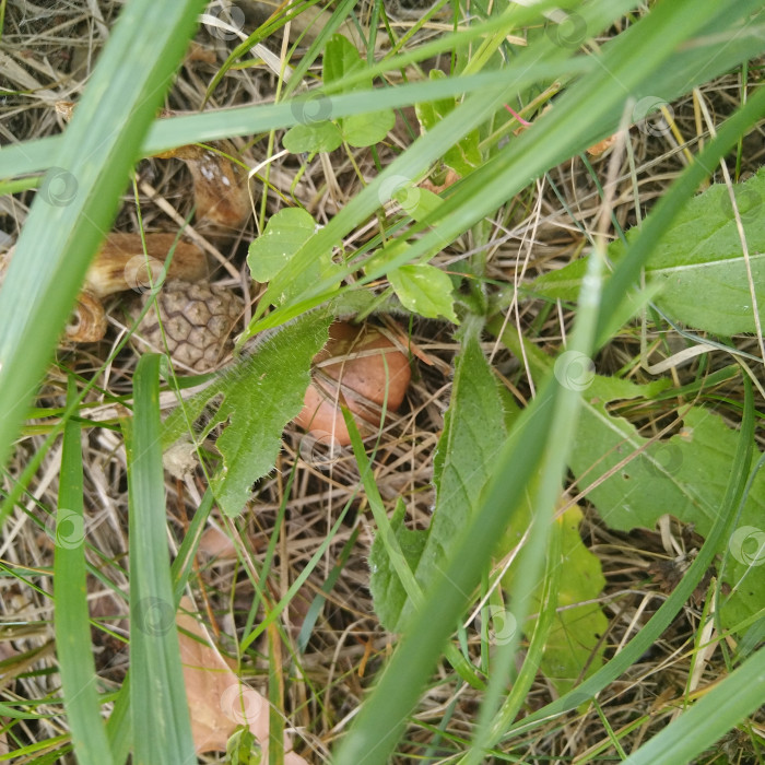 Скачать Маслёнок. фотосток Ozero