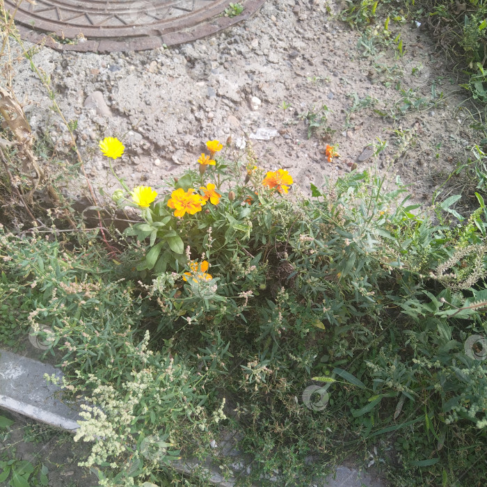 Скачать Цветы эшшольции. фотосток Ozero