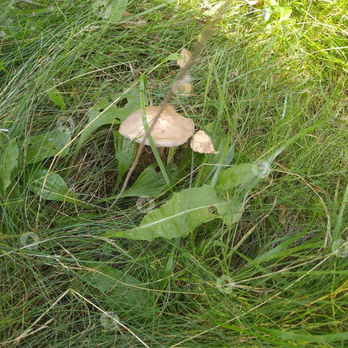 Скачать Подберёзовик. фотосток Ozero