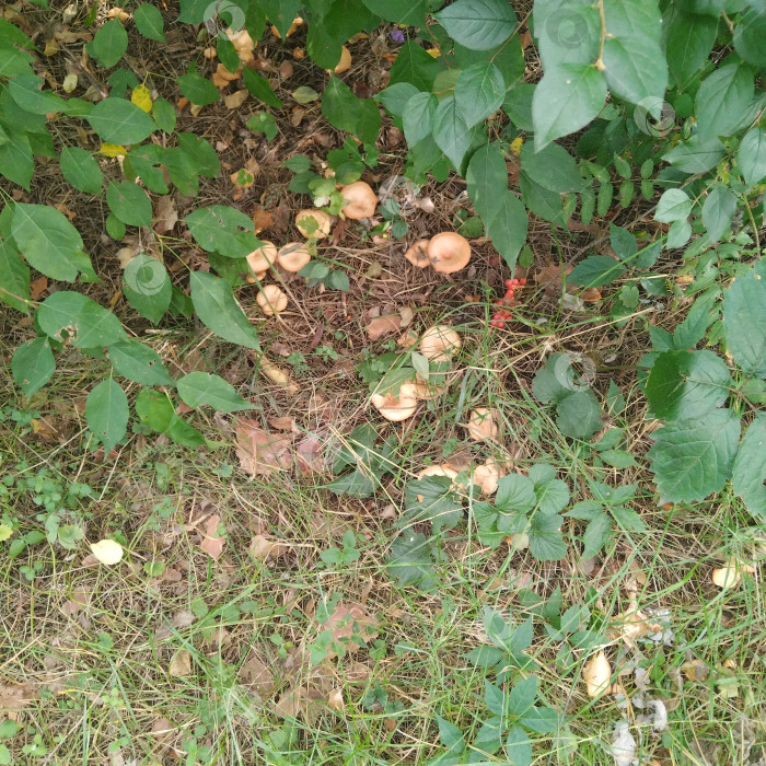 Скачать Говорушка. фотосток Ozero