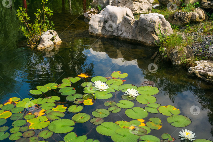 Скачать Белая водяная лилия и листья в пруду с зеленой травой. фотосток Ozero