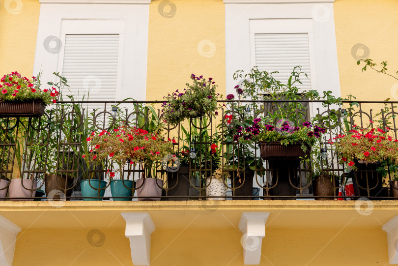 Скачать Украшенный цветами и растениями в горшках балкон в дизайне экстерьера жилого дома фотосток Ozero