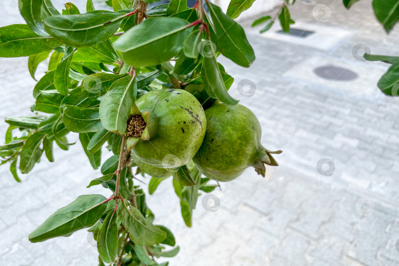 Скачать Незрелый зеленый гранат висит на ветке дерева, плоды растут на садовой ферме фотосток Ozero