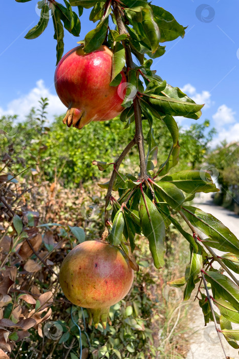 Скачать Незрелый зеленый гранат висит на ветке дерева, плоды растут на садовой ферме фотосток Ozero