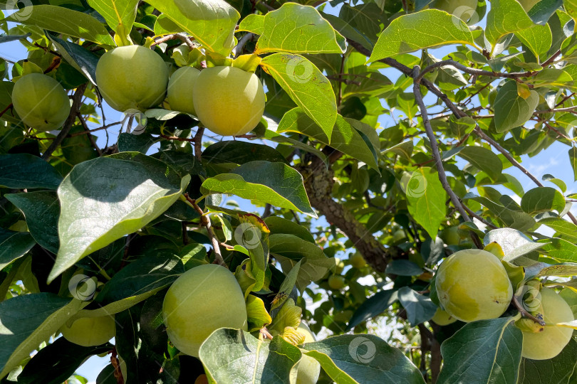 Скачать Незрелая зеленая хурма висит на ветке дерева, плоды растут на садовом фермерском растении фотосток Ozero