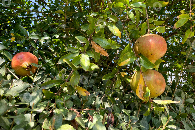 Скачать Незрелый зеленый гранат висит на ветке дерева, плоды растут на садовой ферме фотосток Ozero