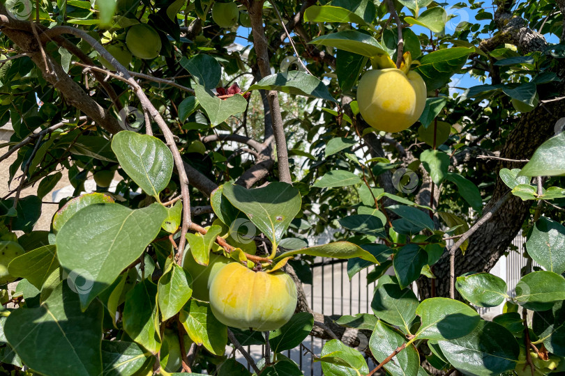 Скачать Незрелая зеленая хурма висит на ветке дерева, плоды растут на садовом фермерском растении фотосток Ozero
